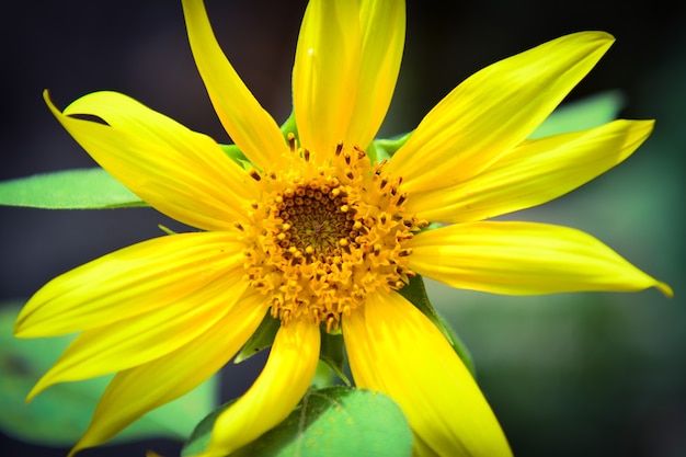 Girasol en jardín