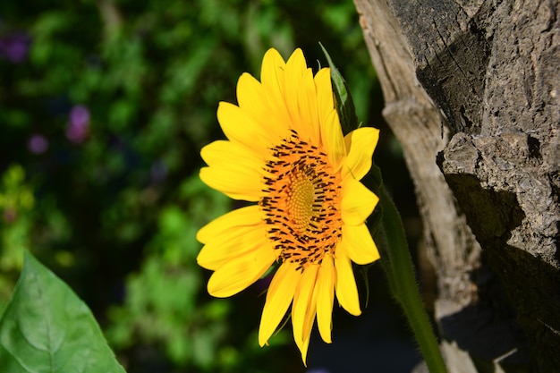 Girasol en jardín