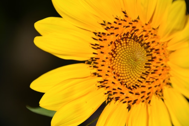 Girasol en jardín