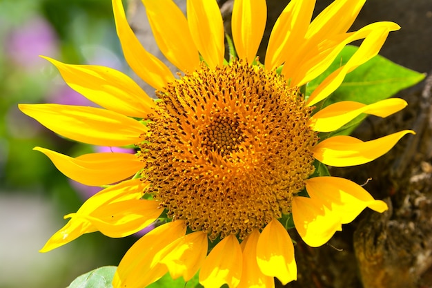 Girasol en jardín