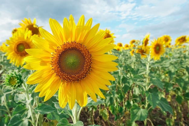 Girasol en el jardín