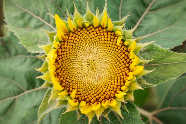 Girasol joven brote floreciente