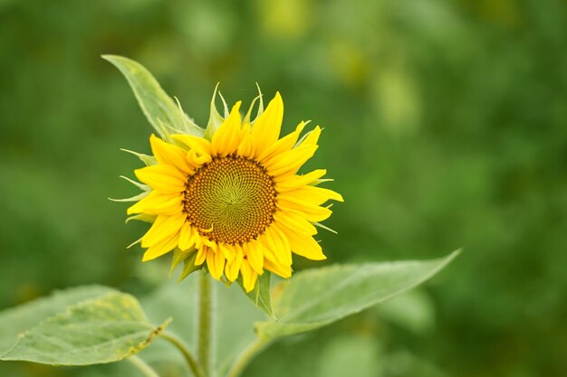 Foto girasol laranja com fundo desfocado