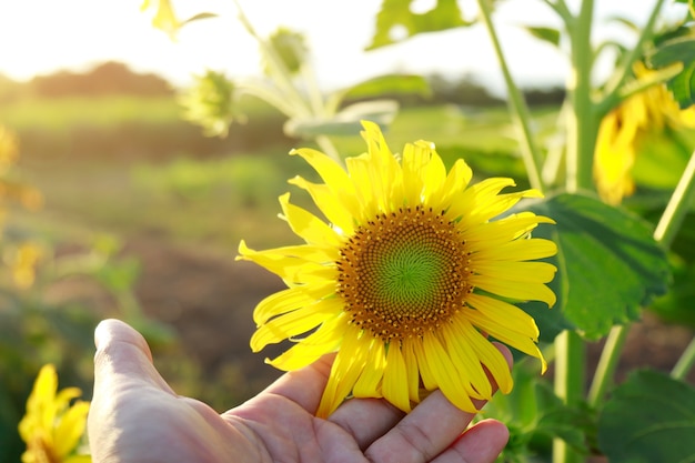 Girasol con luz vintage en la granja