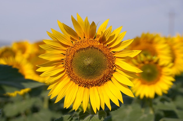 Foto el girasol madurando en el campo