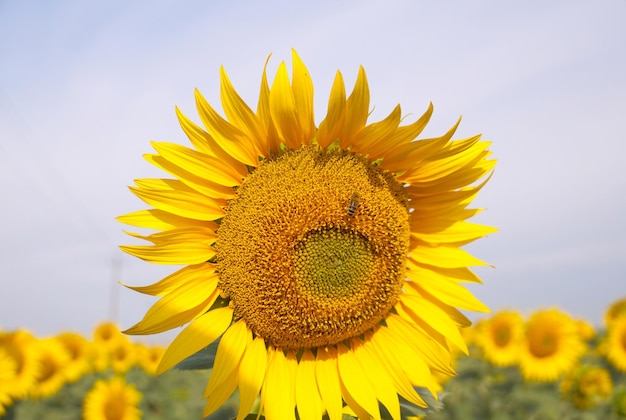 Foto el girasol madurando en el campo