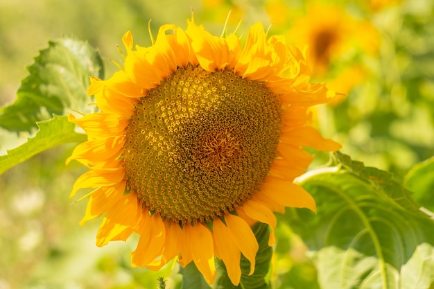 Girasol maduro floreciente grande. Primer plano de una flor soleada con semillas.