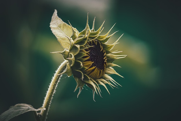 girasol maduro de verano creciendo en un jardín doméstico entre hojas verdes