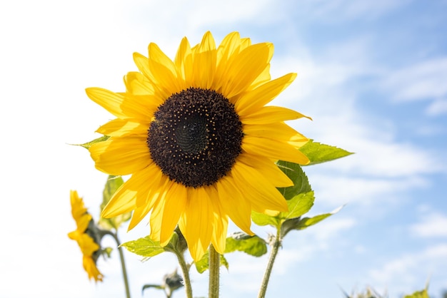 Girasol majestuoso en un campo exuberante