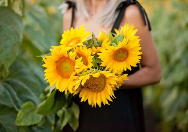 Girasol en manos de mujer en campo de girasol.