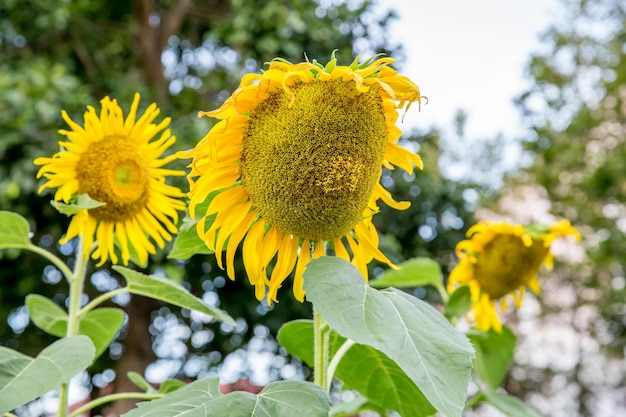 Girasol marchito en enfoque selectivo