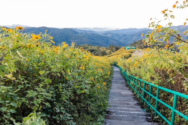 Girasol mexicano en la colina en Maehongson, Tailandia