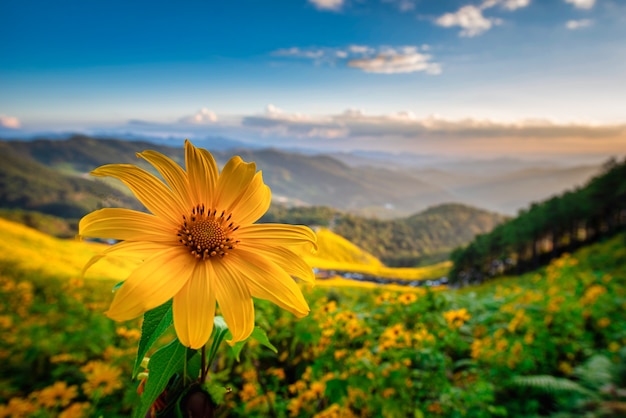 Girasol mexicano (flor de Tung Bua Tong) en el cielo azul durante el día en la provincia de Mae Hong Son, Tailandia.