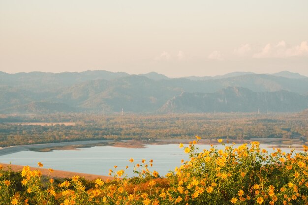 Girasol mexicano con Mae Kham Dam y puesta de sol en la montaña. Close-up Tree Marigold o en Mae moh, Lampang, Tailandia. Precioso paisaje.