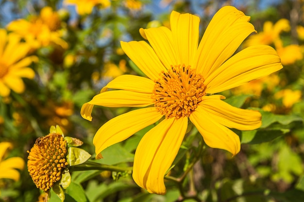 Girasol mexicano