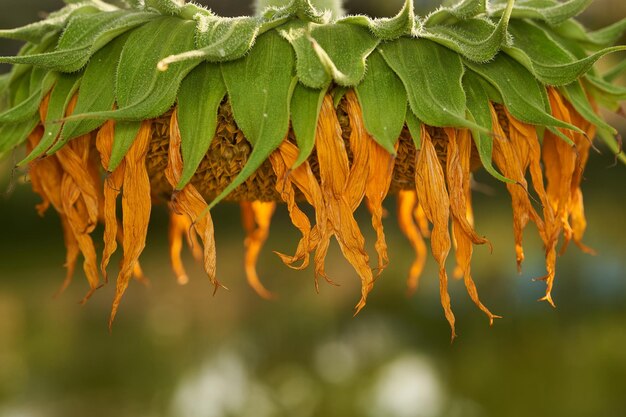 un girasol mirando hacia abajo secando