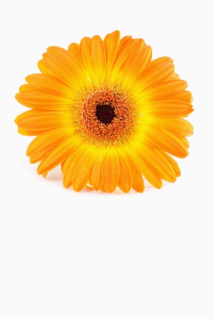 Girasol naranja sobre fondo blanco