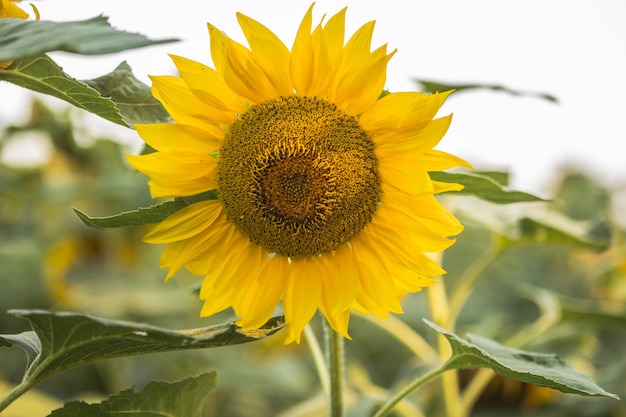 Girasol natural que crece en el fondo del campo