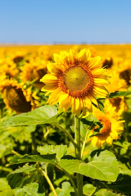 El girasol natural.