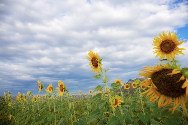 Girasol en la naturaleza en el cielo.