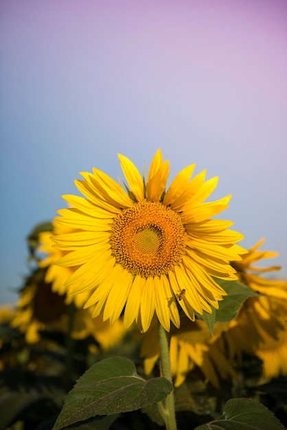 Girasol pampa Argentina