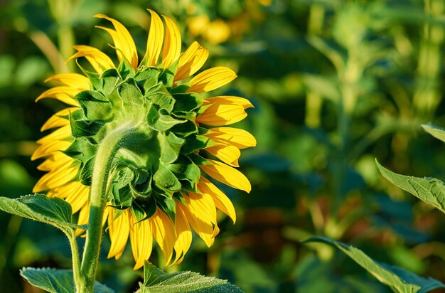 Girasol con pétalos amarillos en el campo de verano