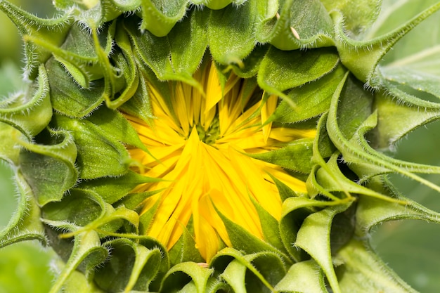 girasol con pétalos amarillos