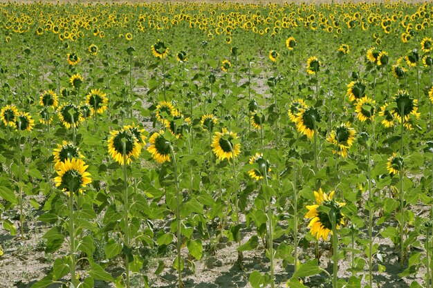 Girasol plantación vibrante flores amarillas