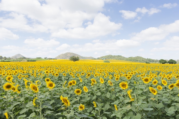 Girasol en un prado