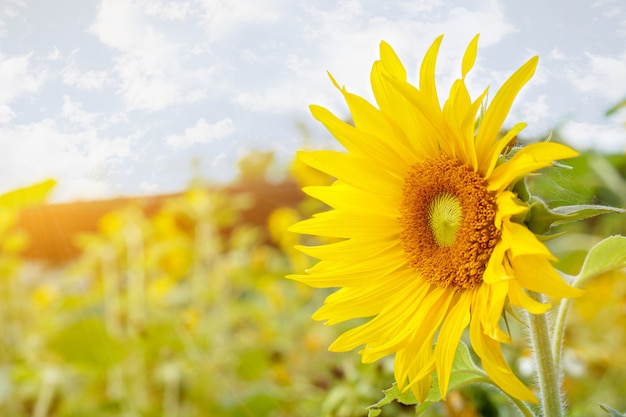 El girasol del primer en campo borroso florece con la llamarada del sol y el fondo del cielo azul.