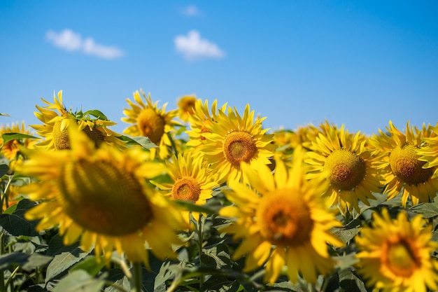 Girasol de primer plano contra el cielo azul y el campo de girasoles.