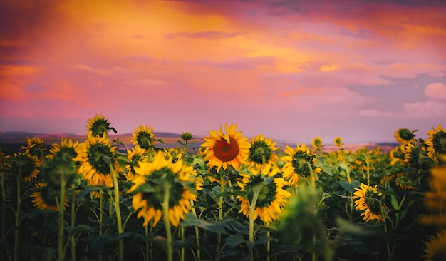 Girasol en puesta de sol