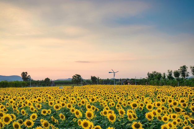 Girasol que florece en el campo de la agricultura con un cielo colorido por la noche