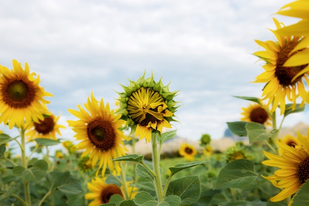 Girasol que florece en el cielo.