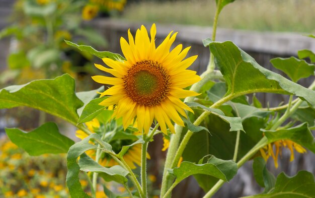 Un girasol que florece en foco superficial