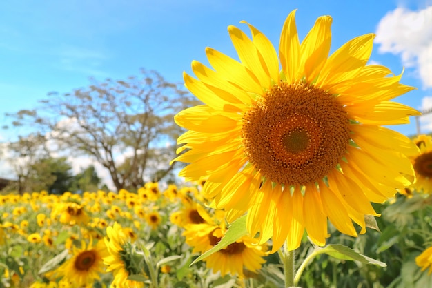 Girasol que florece con el jardín del girasol, el árbol grande y el cielo azul.