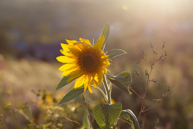 Girasol en los rayos del sol poniente