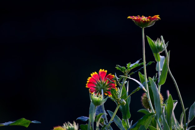 Girasol rojo