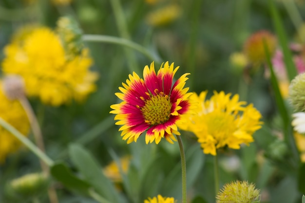 Girasol rojo