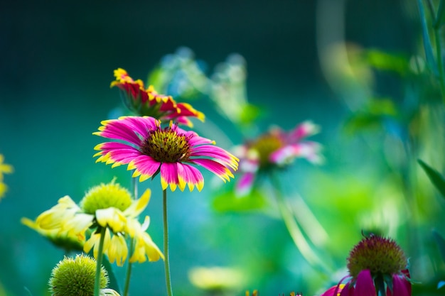 Girasol rojo