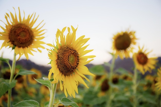 Girasol con salida del sol en la granja