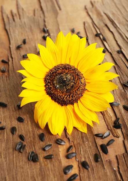 Girasol con semillas sobre fondo de madera