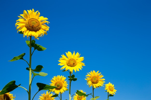 Girasol sobre cielo azul nublado