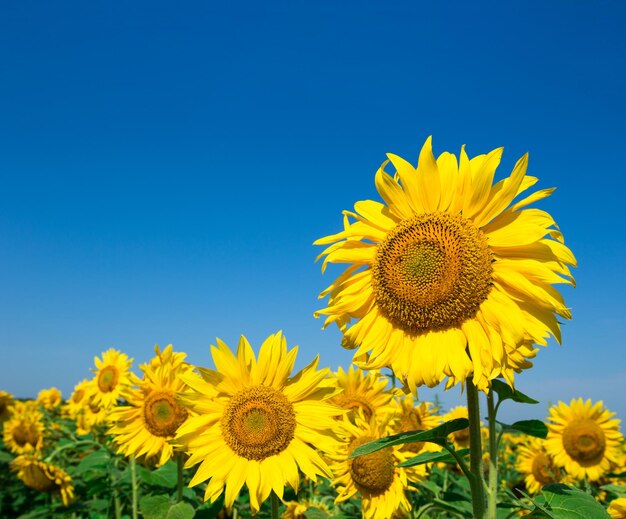 girasol sobre el cielo azul nublado