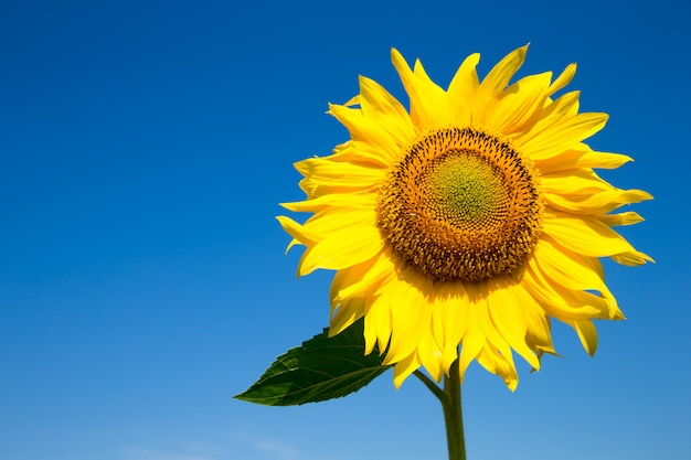 Girasol sobre cielo azul nublado