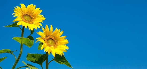 Foto girasol sobre el cielo azul