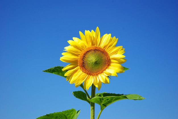 Girasol sobre un cielo azul