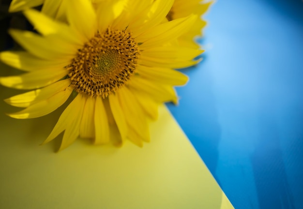 Girasol sobre un fondo con los colores de la bandera ucraniana