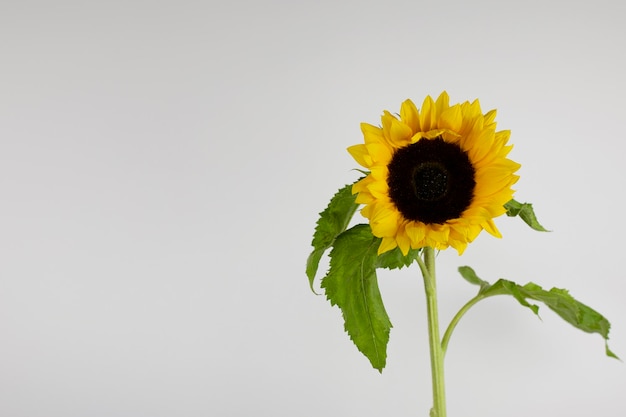 Girasol sobre un fondo gris con espacio para texto Girasol brillante