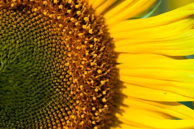 Girasol sobre fondo de verano. Enfoque selectivo. Fondo de campo de girasoles. Cierre de textura de girasol. Fondo de flores orgánicas y naturales. Ecología, agricultura orgánica, minifundio, jardinería.